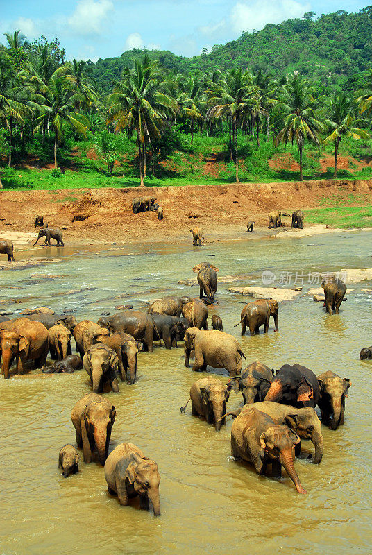 一群在河里洗澡的大象