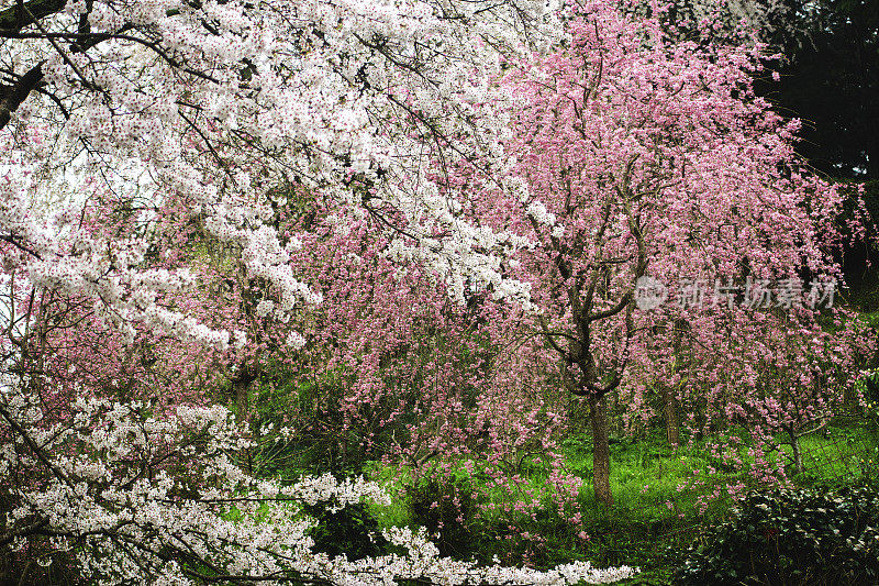 日本的樱花是粉红色和白色的