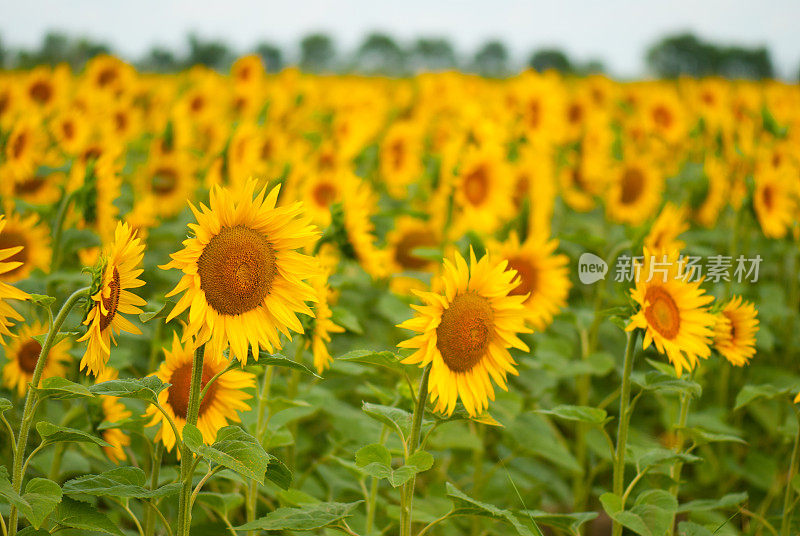 向日葵田