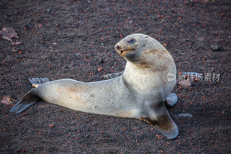 南极洲:欺骗岛上的南极毛皮海豹