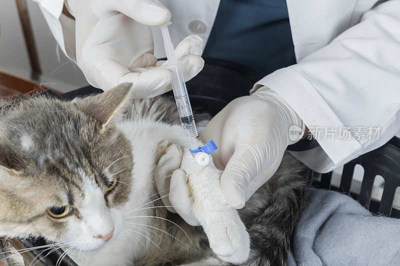 兽医检查成年猫