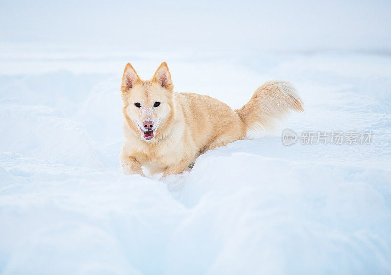 澳大利亚混合牧羊犬