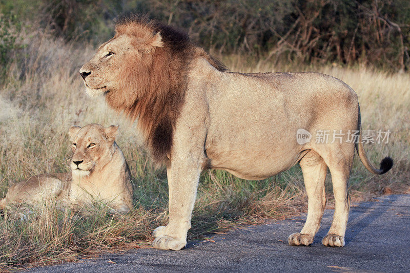 南非克鲁格公园的狮子