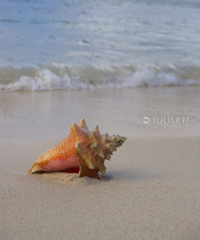 海滩上被海浪冲刷的海螺壳