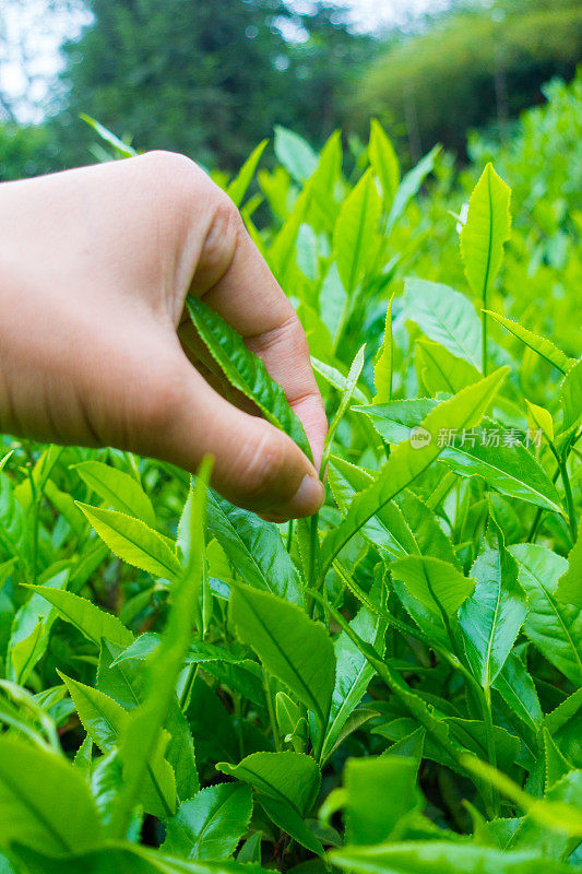 采摘茶叶