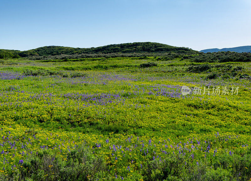 美丽的山野草地