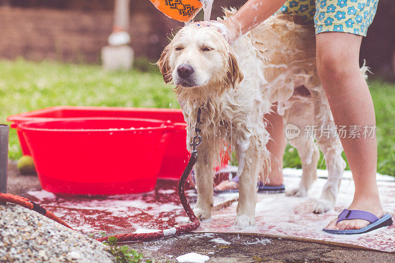 夏天，寻回犬在洗澡