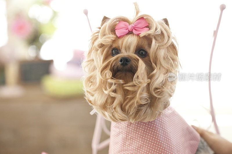 在宠物美容沙龙的约克郡犬狗日