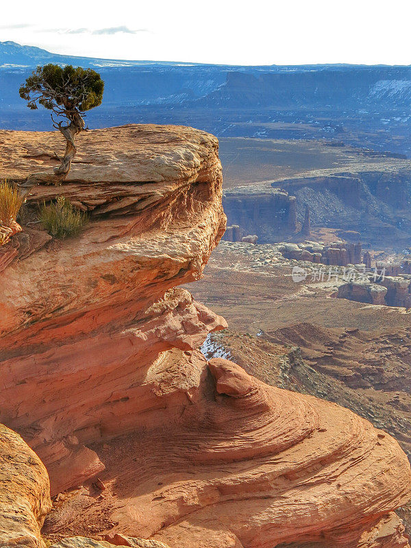 刺柏树，红岩石侵蚀悬崖，Butte，峡谷地，犹他州
