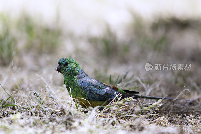 长尾小鹦鹉