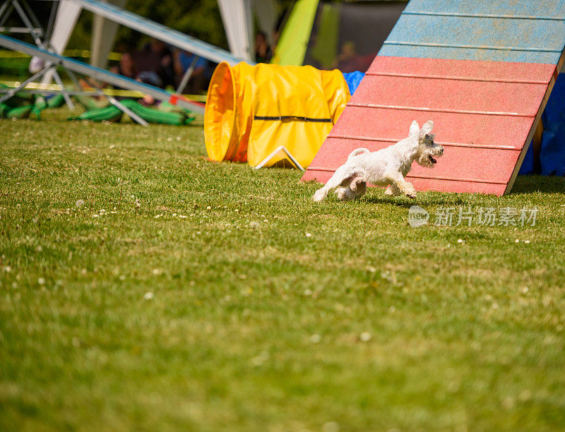 小猎犬在敏捷坡道底部