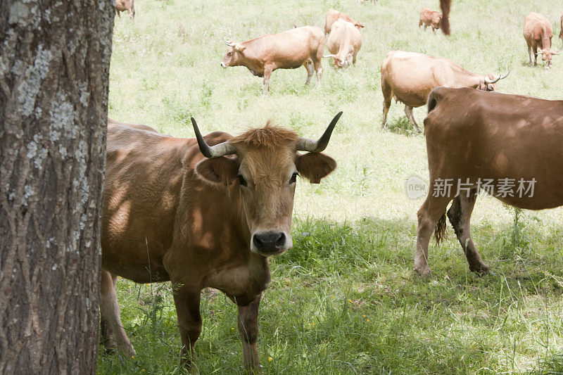 奶牛和一群人站在阳光灿烂的绿色草地上。