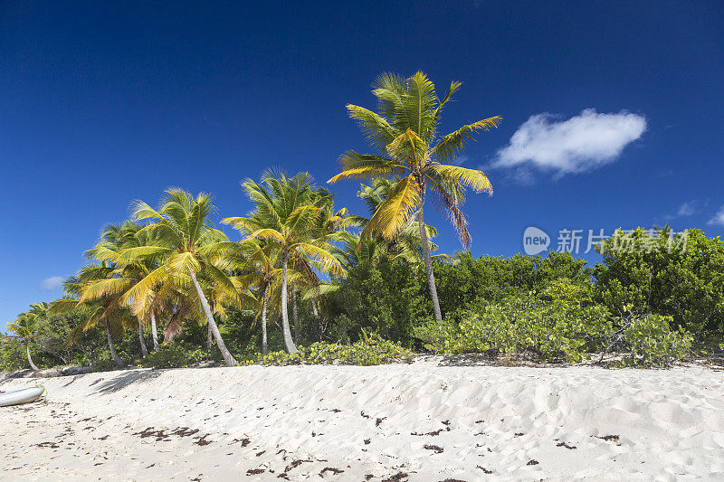 一个加勒比海岛屿上有棕榈树的荒芜沙滩