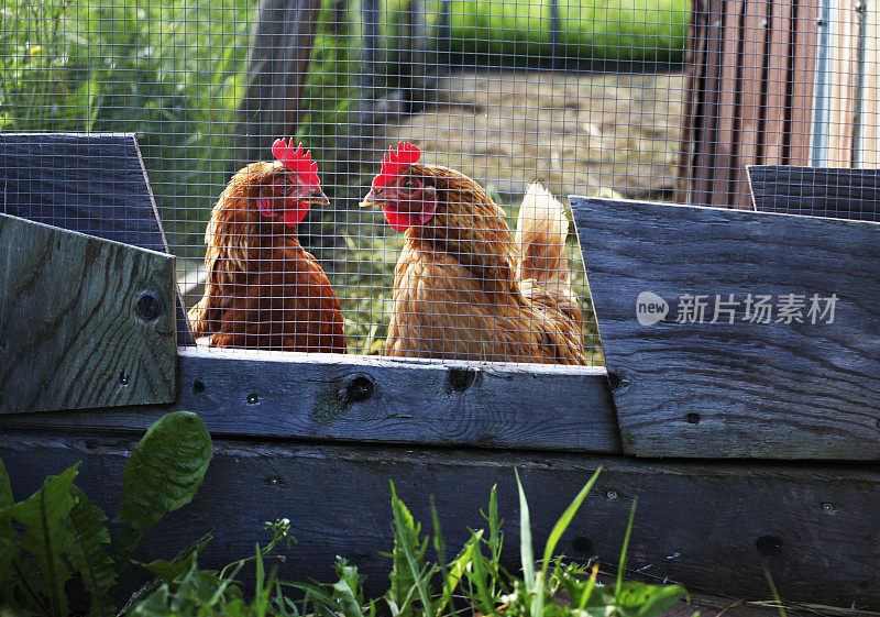 两只母鸡面面相觑