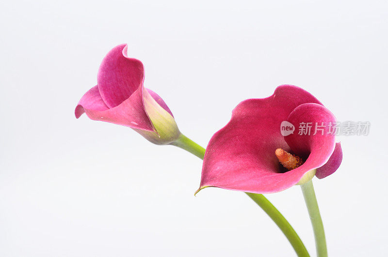 紫魔芋花