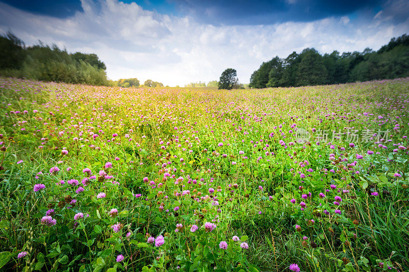 农村草甸覆盖紫花苜蓿透视