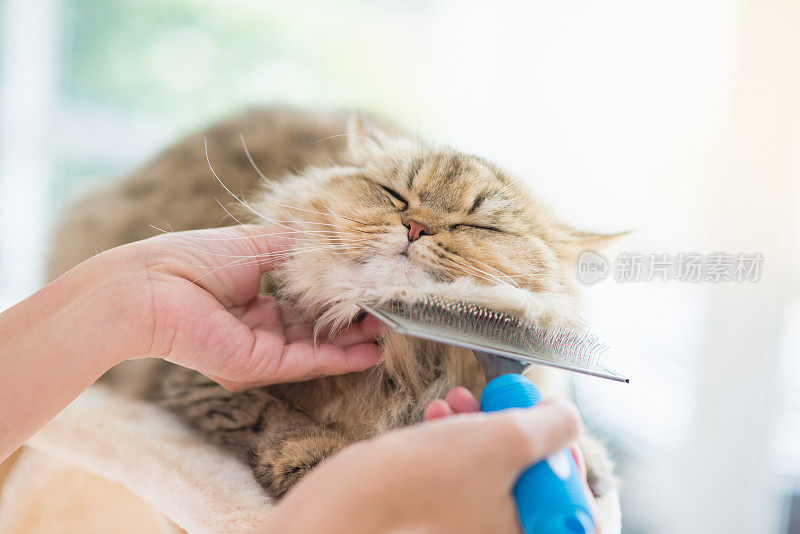 女人用梳子刷波斯猫