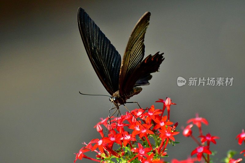 杉木花与蝴蝶