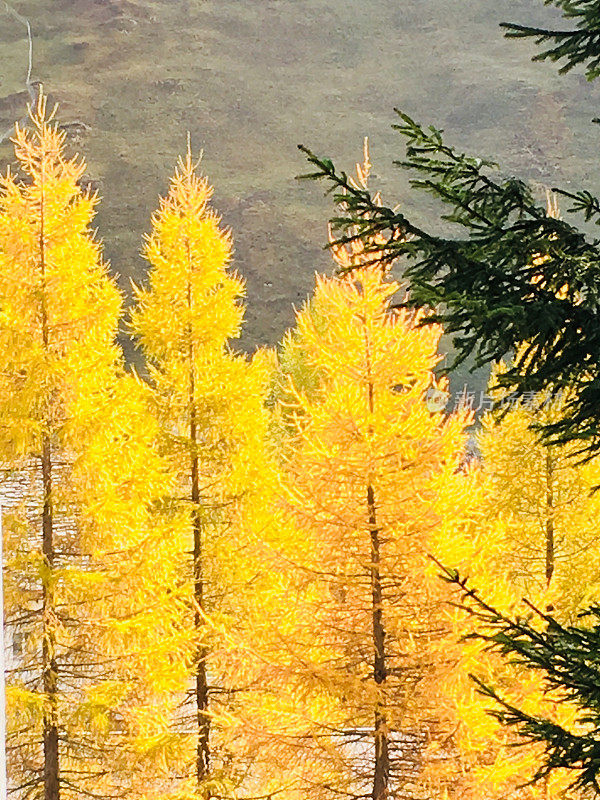 夏季印度森林在瑞士山上，树木和黄叶