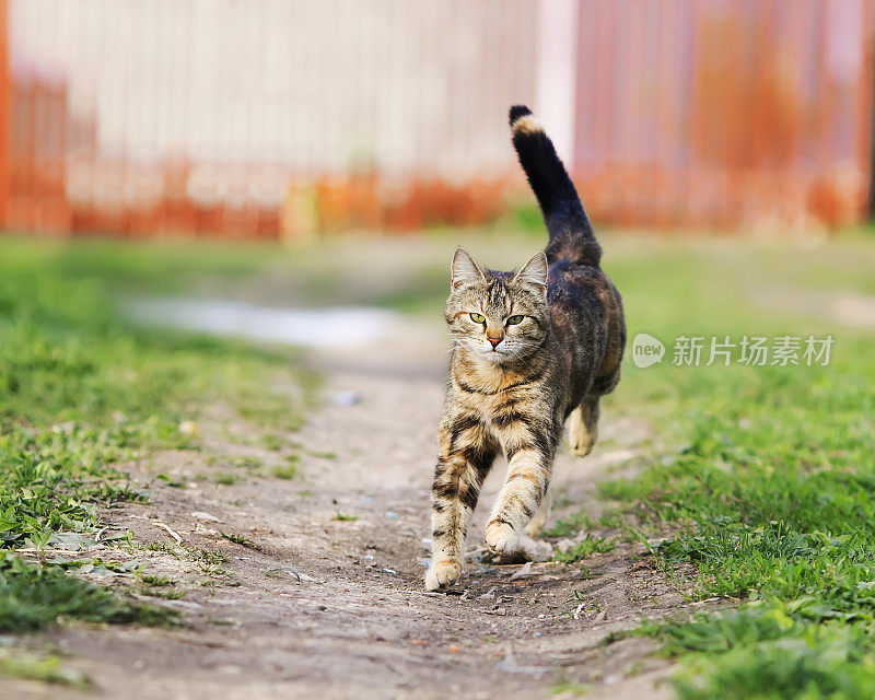 夏天，条纹搞笑猫沿着绿油油的草地快速奔跑