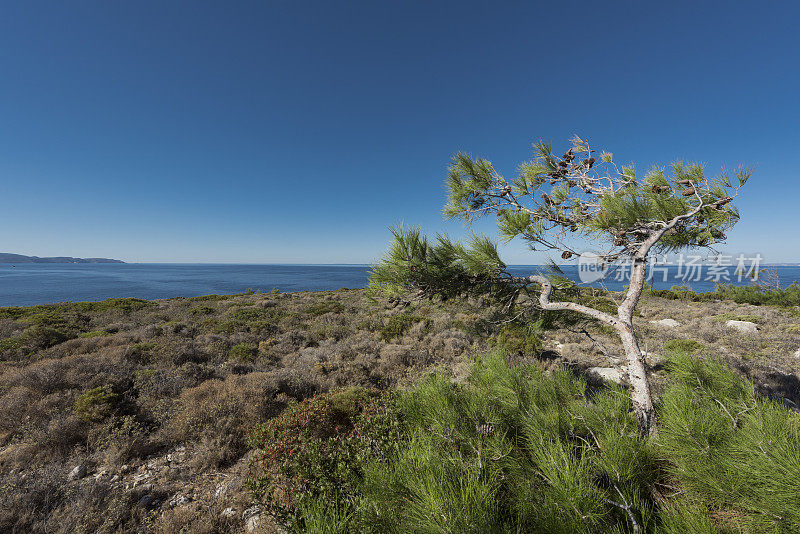 多风的希奥斯岛上的一棵被风吹过的松树