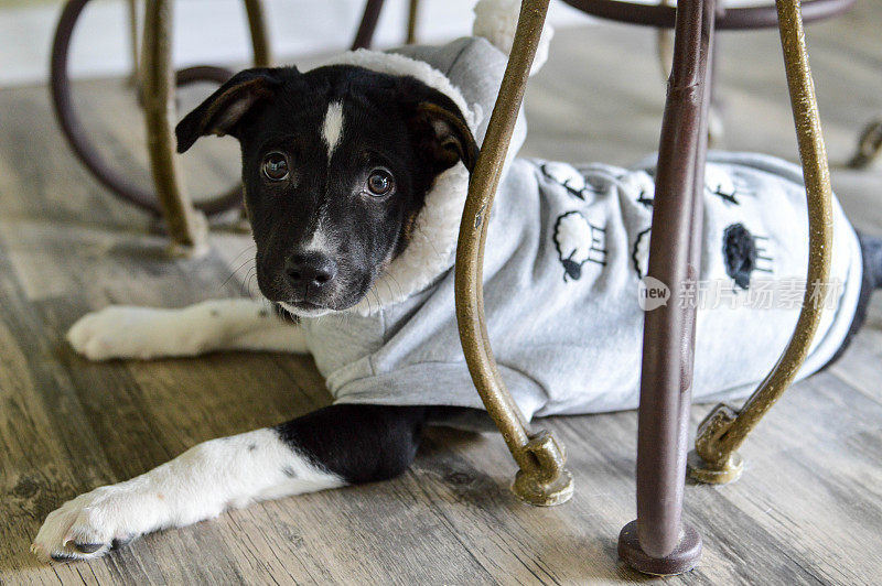 年轻的混血小猎犬躺在硬木地板下的桌子下，穿着一件运动衫