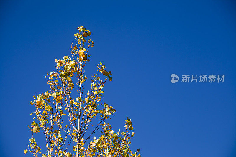 秋天白杨树黄叶，天空湛蓝