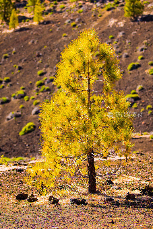 在泰德火山地区重新造林的松树