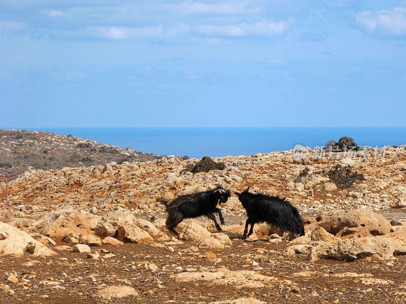 希腊，狂野的克里特岛，山羊大战