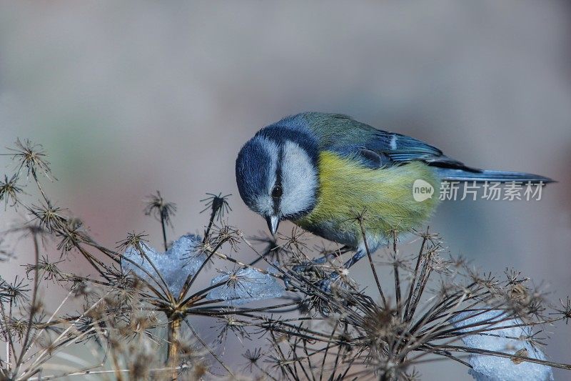 蓝山雀在冬季