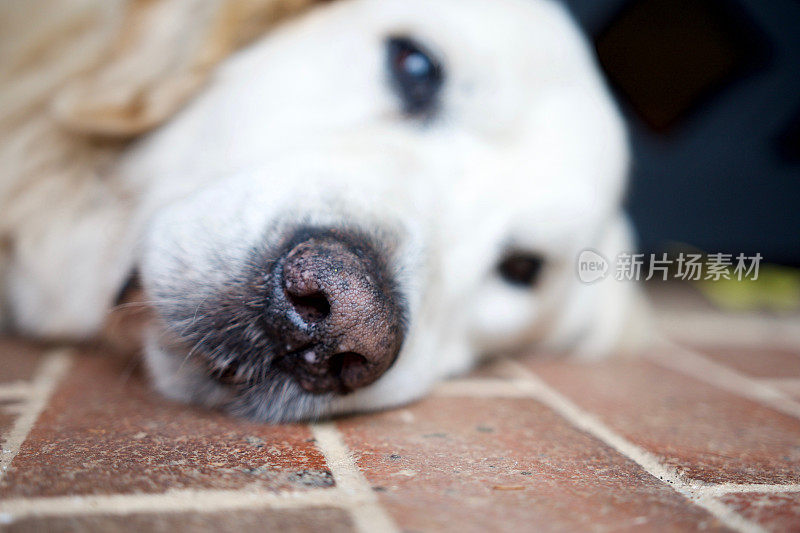 老金毛猎犬躺在地板上，直视着镜头