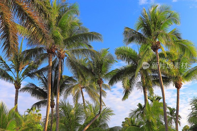 波利尼西亚热带放松，椰子树下的叶子-夏威夷群岛，美国