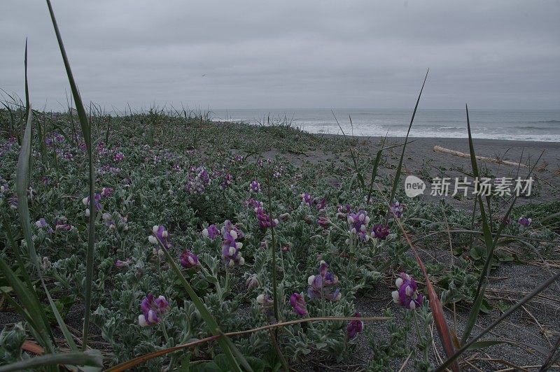 红木的历史