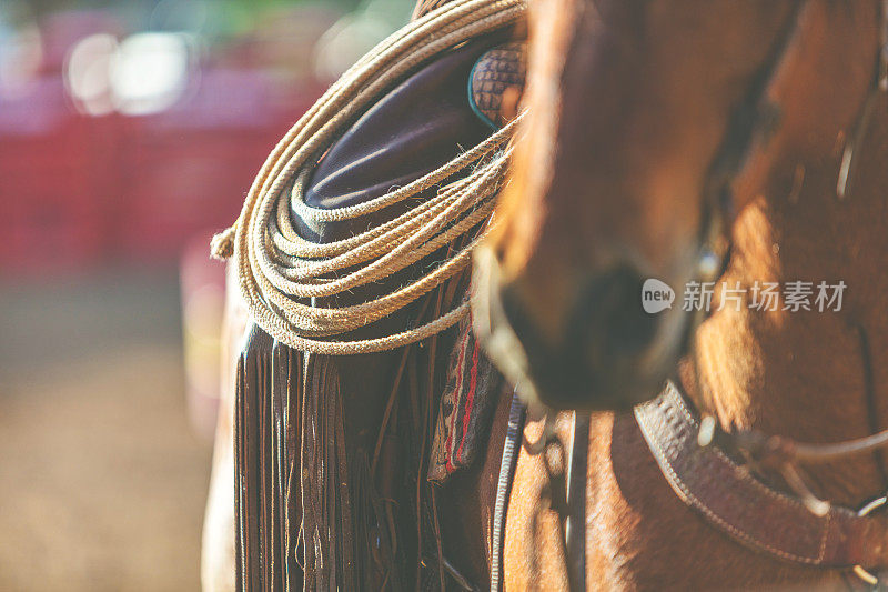 四分之一马犹他州牛仔女牛仔西部户外和牛仔竞技会踩踏牧场放牧的马放牧家畜