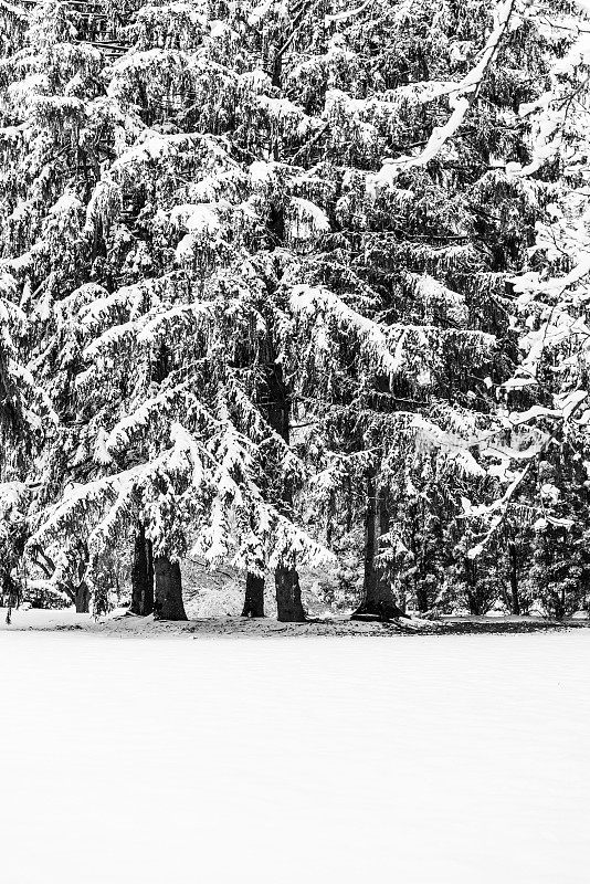 冬天的风景有常青树和新鲜的雪