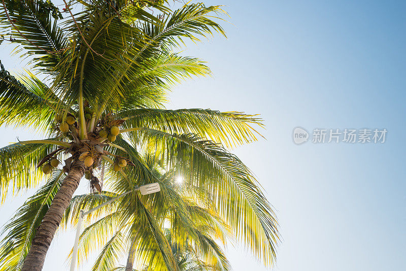 专题棕榈树港巴亚尔塔墨西哥旅游目的地背景