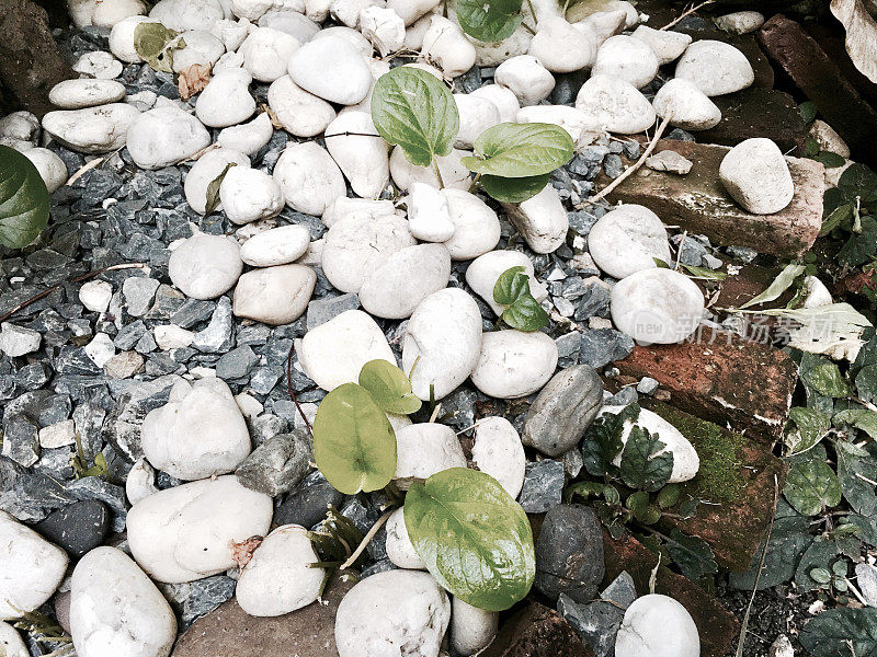 花园中散布着白河卵石