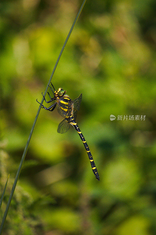 金环蜻蜓栖息在一株池塘植物上。