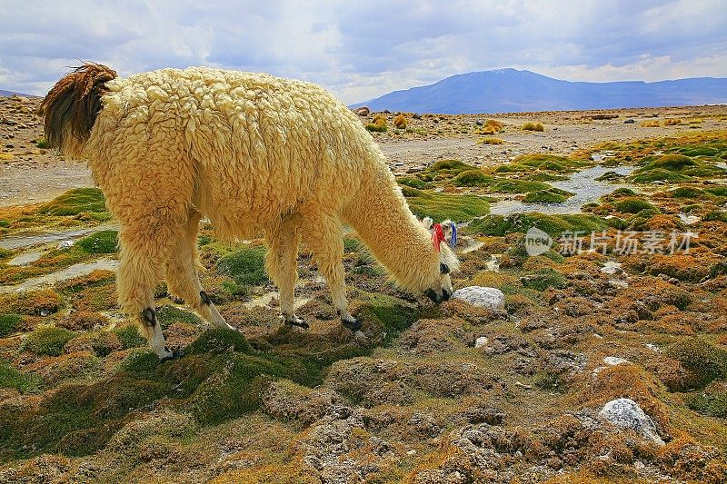羊驼在放牧，野生动物在玻利维亚安第斯高原和田园诗般的阿塔卡马沙漠，火山景观全景-波托西地区，玻利维亚安第斯，智利，Bolívia和阿根廷边境
