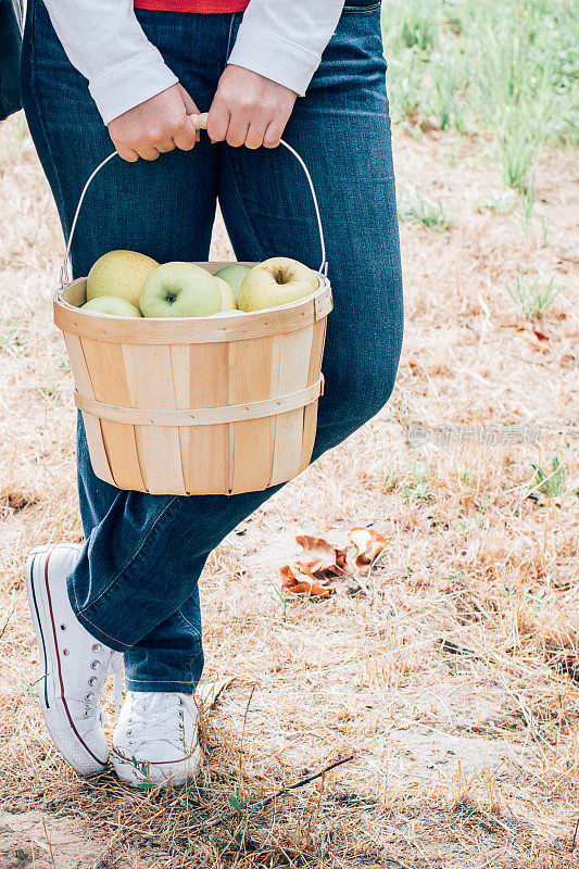 秋天，金苹果准备从果园的树上摘下来