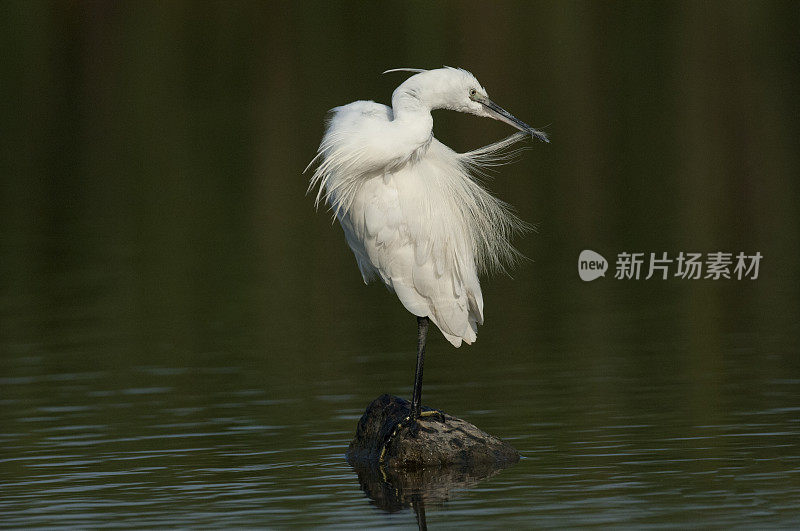 小白鹭梳理