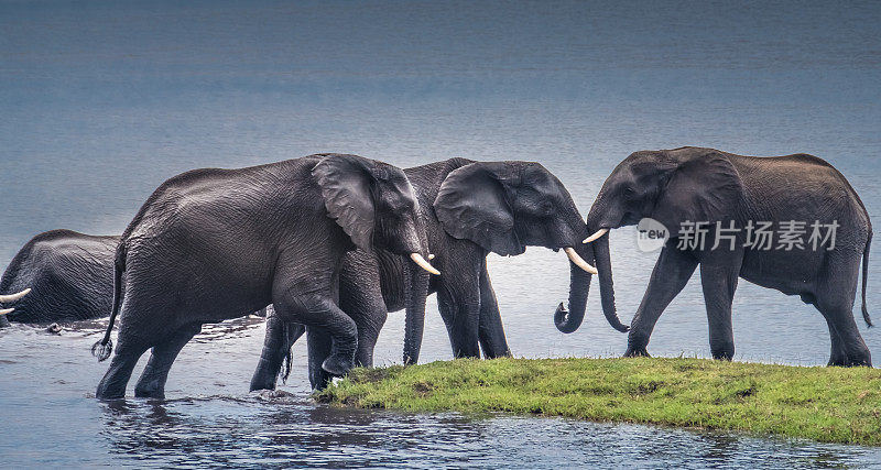 博茨瓦纳，塞龙德拉，丘比国家公园，一大群大象在丘比河上洗澡