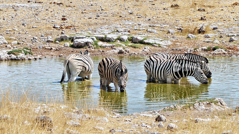 纳米比亚埃托沙国家公园，四只斑马在水坑里饮水