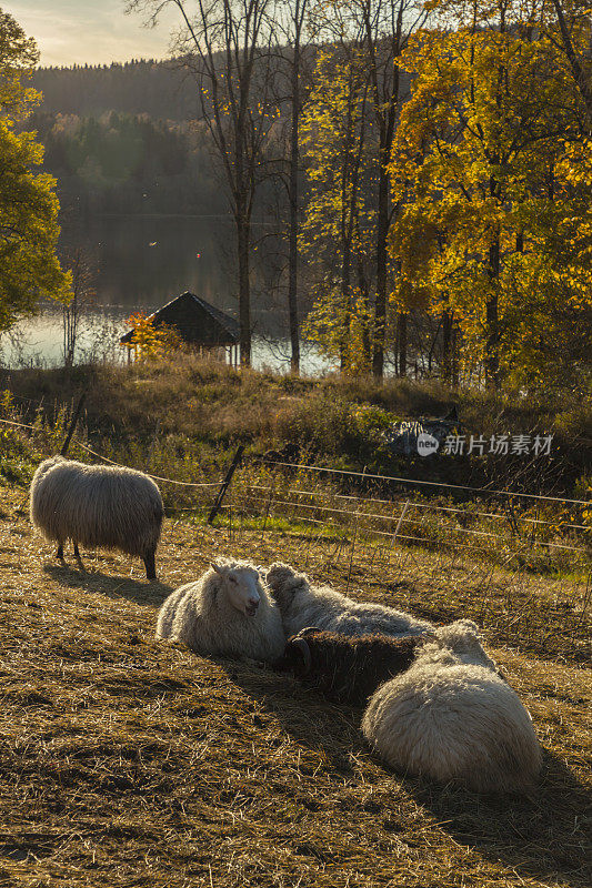 秋天的一个阳光明媚的日子，湖边的草地上有绵羊。
