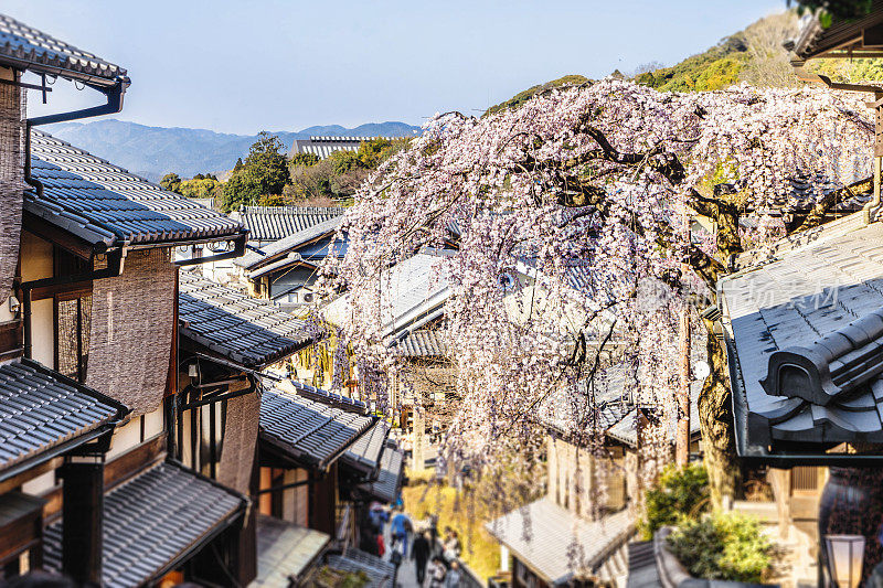 京都的樱花盛开