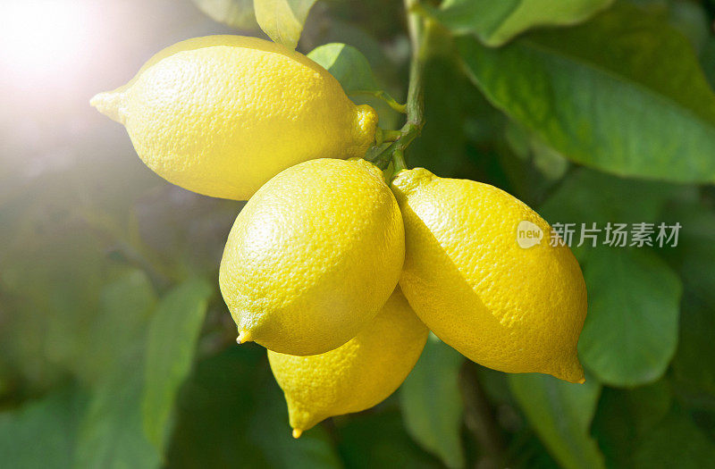 树上有成熟新鲜的柠檬