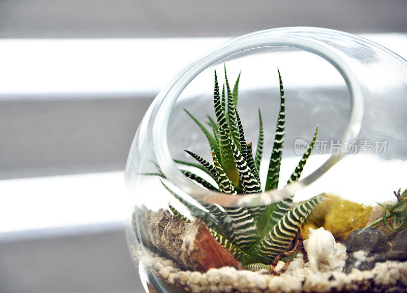 Terrarium特写带条纹背景