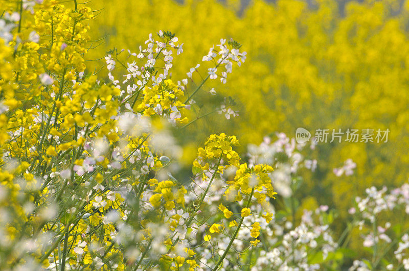 油菜花领域