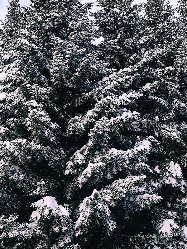 大雪覆盖的圣诞节常青树松树的背景