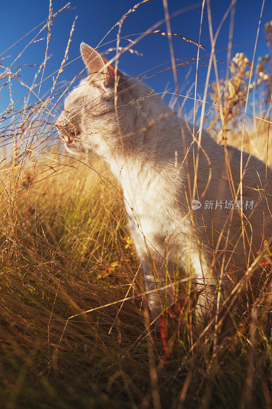 东奇尼猫的猫